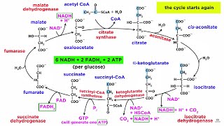 Cellular Respiration Part 2 The Citric Acid Cycle [upl. by Asoral340]