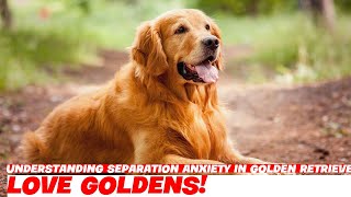 Understanding Separation Anxiety in Golden Retrievers [upl. by Halpern876]