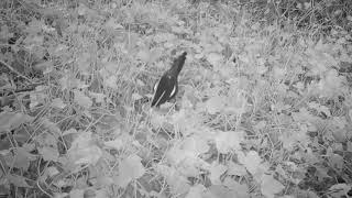 Powerextra  Trail Camera  Magpie [upl. by Navap]