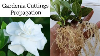 How to grow gardenia plant from cuttings  Gardenia propagation [upl. by Engis493]