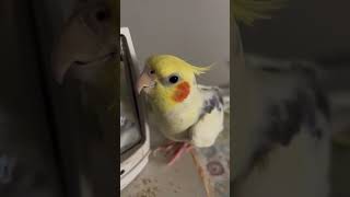 Cockatiel sings parrot bird pet cockatiel cute [upl. by Acinom244]