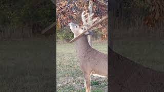 DEER COMES WITH A HANGER SYSTEM deer hunting giantbuck deerhunting bigbucks [upl. by Lemraj]