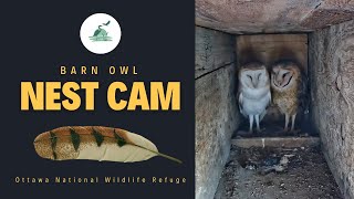 Barn Owl Nest Camera at Ottawa National Wildlife Refuge [upl. by Aeresed]