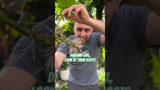 Accidentally propagating a Fatsia Japonica  Propagated fatsia after it was destroyed by vine weevil [upl. by Nicoli546]