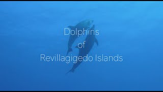 Dolphins of Revillagigedo Socorro Islands with a Manta at the end [upl. by Malet]