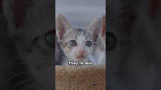 Kitten Facts Discover the Adorable Secrets of Kittens [upl. by Rhynd]