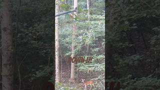 Perfect bowshot bowhunting bowhuntingwhitetails bowhunt 80smusic [upl. by Epillihp]