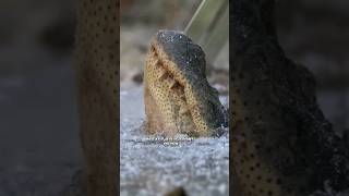 Frozen alligators animals viral [upl. by Yelahs]