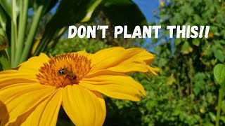 The Worst Plant I Ever Planted Tithonia Diversifolia aka Mexican Sunflower [upl. by Hannad272]