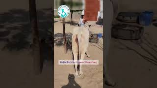 Medial patellar ligament Desmotomy livestockfarming DrJavedKhoso [upl. by Eenar]