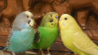 Male parakeets use their songs to attract female parakeets 10 Hr Nature bird sounds [upl. by Rhee788]