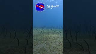 Eel Garden scubadiving indonesia divesite bali amed amedbali beach [upl. by Eellah]