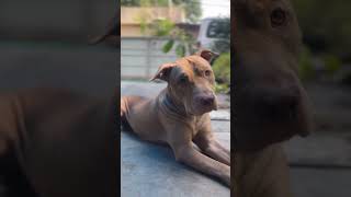 പിറ്റ്ബുൾ ഫ്രീ ആയി വേണോ  Pitbull free adoption  pitbull pitbulldog pitbulls viral trending [upl. by Dannel559]