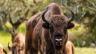 Tracking Europes Most Southerly Population of Bison [upl. by Zebada907]