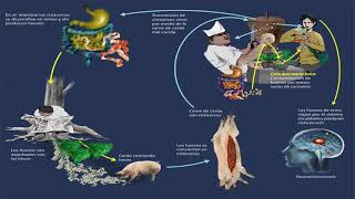 Cisticercosis Porcina [upl. by Radloff]