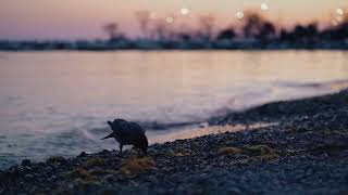 crow beside lake [upl. by Karilynn]