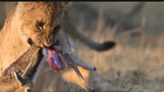 Lions Find Lost Baby Duiker And Eating Alive😞😱 [upl. by Eidnar]