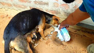 The Heartwarming Story of a Dog Mother and Her 11 Puppies  Day 13 [upl. by Krenn]