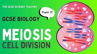 GCSE Biology Meiosis AQA OCR Edexcel [upl. by Lewej]