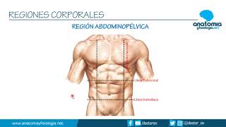 REGIONES CORPORALES  Resúmenes de Anatomía y Fisiología [upl. by Sulohcin]