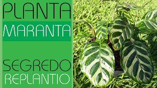 PLANTA MARANTA  SEGREDO NO REPLANTIO  LINDA FOLHAGEM [upl. by Berny]