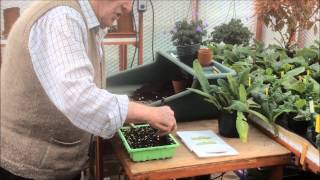 Streptocarpus Cuttings [upl. by Martha]