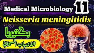 Neisseria meningitidis Meningococcus شرح بالعربي البكتيريا المسببه لمرض الالتهاب السحائي [upl. by Yatnoed]