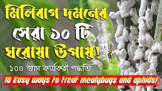 মিলিবাগ দমনের সেরা ১০ টি ঘরোয়া উপায়  10 Easy ways to treat mealybugs and aphids [upl. by Docila]