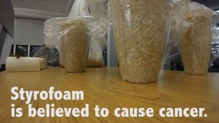 Mycelium Time Lapse [upl. by Farron]