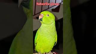 parrot parrotsounds parrottalking talkingparrot parrotlover mitthu parrotvideo 🙏🦜😍🥰 [upl. by Trudy5]