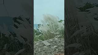 Cortaderia selloana White feather grass of IndiaOrnamental fountain grass found at roadside [upl. by Ahsiekram]