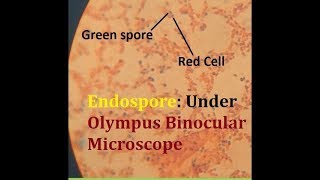 How to perform Endospore staining by SchaefferFulton Method Olympus binocular microscope [upl. by Yltneb]