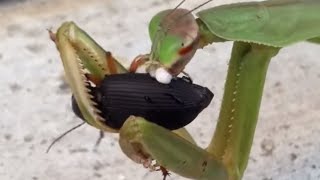 Praying Mantis Vs Beetle [upl. by Emyle]