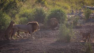 Playful Lion cubs greet Mom amp Dad  Kruger National Park [upl. by Sanferd]