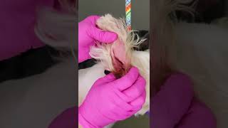 What do you do if you cant afford to see a Doctor for Dog Ear Cleaning Comment Below cleanears [upl. by Israel]