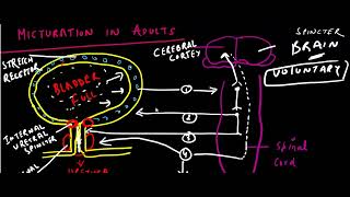 MICTURATION REFLEX IN INFANT AND ADULTPART 03 [upl. by Yadsendew465]