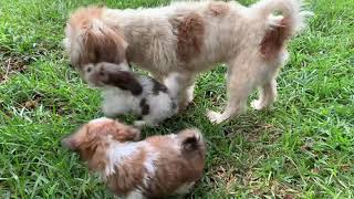 quotAdorable Lhasa Apso Puppies Having a Blast on the Sunlit Lawnquot [upl. by Siloa249]