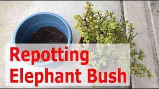 How to Repot a large Portulacaria Afra Elephant Bush plant [upl. by Oona]