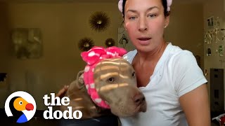 Stray Pittie Jumps Into Womans Lap  The Dodo [upl. by Eolcin]