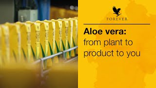 From plant to product to you  Forever Living UK amp Ireland [upl. by Aivatan]