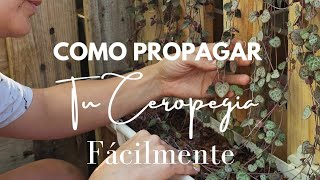 Como propagar tu Ceropegia Woodii super facil [upl. by Hagile]