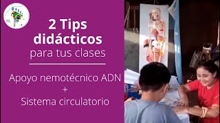 Tips Didácticos Apoyo nemotécnico ADN  Sistema circulatorio  Prof Julio Pereyra [upl. by Annairb]