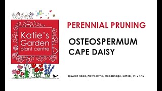 How to look after Cape Daisy Osteospermum a pruning guide [upl. by Jaye]