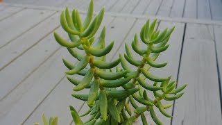 A Fast Growing Beautiful Succulent with actual results [upl. by Hareehat]