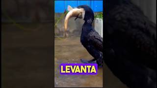 Pájaro Vs Pez 🐦🆚🐠 pajaro pez animales naturalezasalvaje short [upl. by Anatolio]