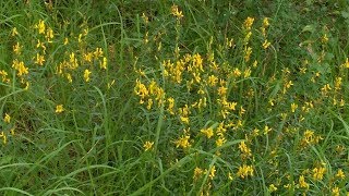 Genista tinctoria medicinal herb [upl. by Hervey]