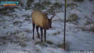 Bull Elk in Cloudcroft [upl. by Kcirdor]