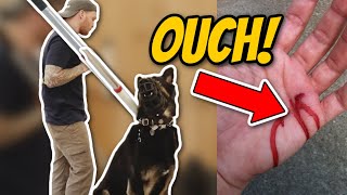 AGGRESSIVE German Shepherd ATTACKS Trainer Aggressive dog training [upl. by Atrice]