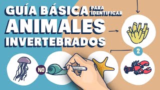 Guía básica para distinguir animales invertebrados [upl. by Deuno351]