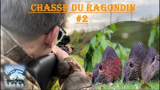 Chasse du ragondin 2  2 Ragondins dune BALLE [upl. by Humble]